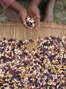 Drying and storing seeds in the sun: beans