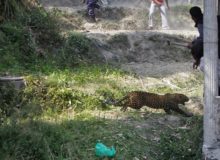 animal attack featured