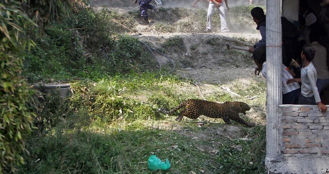 animal attack featured