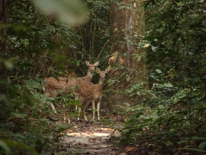 Inspiration from the jungle: chital deer