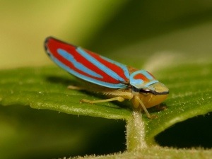 Dies at contact: a leafhopper
