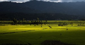 Supporting a shift towards organic farming: view of Panchkaal valley