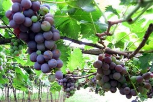 Despite the experts: farmers growing grapes in Gorkha