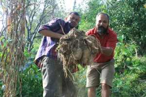 Pulling up ripe groundapples (or yacon): pioneer farmers