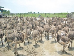 Local entrepreneurship is very much alive too, but mainly around "district hubs": an ostrich farm